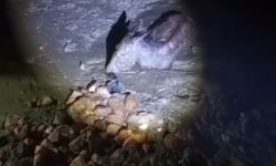 Aydın'da çamura saplanan eşek kurtarıldı