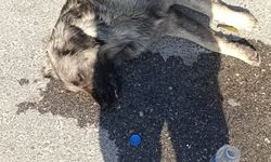 Can dostu yılan ısırdı: Ölümün kıyısında döndü