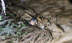 Dala tutunduğu gibi hayata da tutundu: Nazilli’den iyi haber