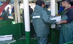 Didim’de balık bolluğu