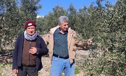 Didim’de Zeytinde halkalı leke hastalığı ile mücadele çağrısı