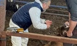 Efeler’de 15 bin hayvan aşılandı