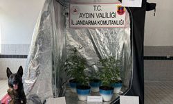 Buharkent'te jandarma narkotik geçit vermedi