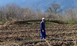 Fideler toprakla buluştu: Sürez Karpuzu için geri sayım başladı