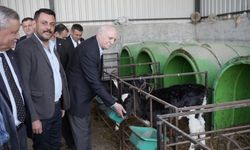 Germencik’te doğan buzağıya Bayraktar’dan “Ramazan” ismi