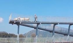 Germencik’te üst geçidi bu kez keçiler kullandı