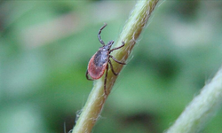 Kenelere karşı doğal çözüm ortaya çıktı