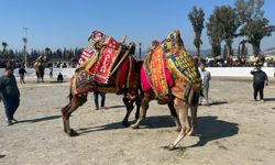 İncirliova’da develer kıran kırana güreşti