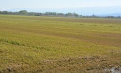 Koçarlı’da taşkının faturası: 61 bin dönüm