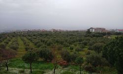 Karacasu’da sağanak yağış ve rüzgar etkili oluyor: Zeytinlikler yağmura teslim