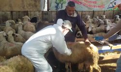 Koçarlı’da küçükbaş hayvanlar aşılandı