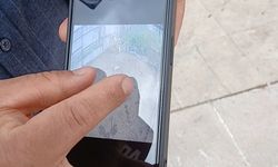 Aydın'da üreticiler dertli: Köpek kuzuyu böyle kaptı