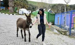 Kuşadası’ndan saplandığı çamurdan kurtarılan eşek koruma altına alındı