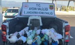 Nazilli’de tavus kuşu operasyonu