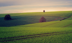 Aydın’da dev ihale! zeytinlikler ve dükkânlar kiraya çıkıyor