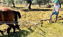 Aydınlı üreticilerin vazgeçilmezi: Traktör yoksa onlar var