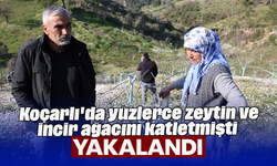 Koçarlı'da yüzlerce zeytin ve incir ağacını katletmişti: Yakalandı