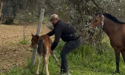 Yürek ısıtan görüntü İncirliova’dan geldi: Tellere takılan tayı kurtarıp, annesine kavuşturdu