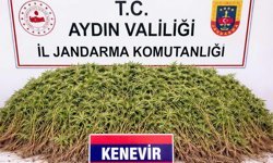 Serada kenevir yetiştirirken yakalandı :Jandarma Nazilli’de uyuşturucuya geçit vermiyor