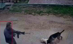 Kavga eden sokak köpeklerine tüfekle ateş edip bir köpeği öldürdü