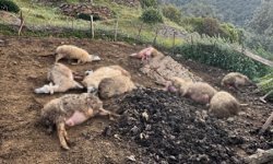 Aydın'da kahreden görüntüler: Vatandaş tedirgin