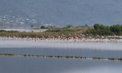Söke'de su altında kalan arazilerde flamingolar görsel şölen oluşturdu