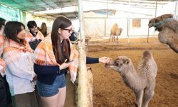 Estonyalı öğrenciler, Aydın'da deve çiftliğini gezdi