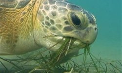 Kuşadası Körfezi’nde alarm