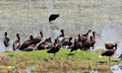 Kuşadası’nın tek sulak alanı için harekete geçildi