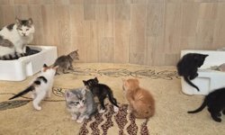 Germencik’te can dostlar yeni yuvalarını arıyor