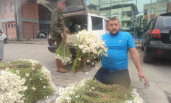 Ankara’dan geldi, Nazilli’de kazandı: Yaylalardan topladığı papatya geçim kaynağı oldu