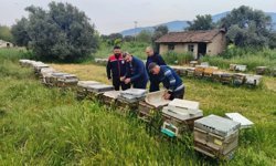 Aydın, arıcılıkta liderliğini pekiştiriyor