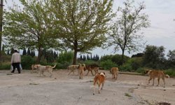 Aydın'ın bitmeyen sorunu: Kanayan yarası oldu