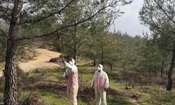 Aydın ormanlarında çam kese böceğine karşı kapsamlı mücadele