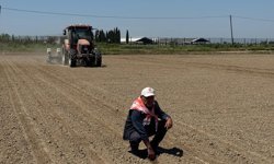 Aydın’da 'beyaz altın' toprakla buluştu