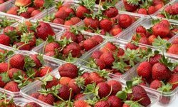 Aydın’da çilek üreticileri dertli