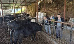 Aydın’da kurban telaşı başladı: İşte en düşük büyükbaşın fiyatı