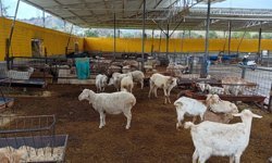 Besi çiftliğini kana buladı: Cinayetin detayları ortaya çıktı