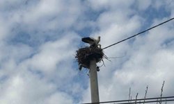 Bozdoğan’da baharın müjdecisi leylekler yuvalarına döndü