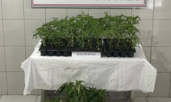 Bozdoğan'da tarladan kenevir fışkırdı