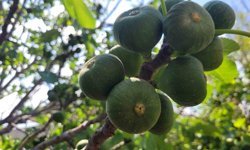 Buharkent’te ilek bahçeleri kontrol edildi