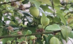 Didim’de bahar esintisi; ağaçlar meyveye durdu