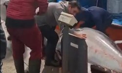 Didim'de dev av: Tam 358 kilo