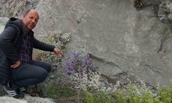 Dünyada sadece Aydın’da yetişiyor: Yok olma tehlikesiyle karşı karşıya