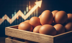 Yumurta fiyatları tekrar yükselişte