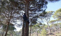 Aydın’da ölümüne mesai! Ekmek parası için 30 metre tırmanıyorlar