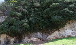 4 Bin Yıllık! Türkiye’nin en yaşlı ikinci canlısı görenleri büyülüyor