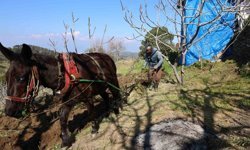 Gençler köyü terk edince iş yaşlılara kaldı