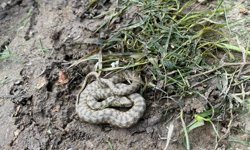 Nazilli'de yılanlar meydana çıktı