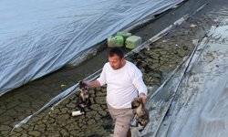 Aydın'da havuzda can pazarı: Minik patiler hayata tutundu